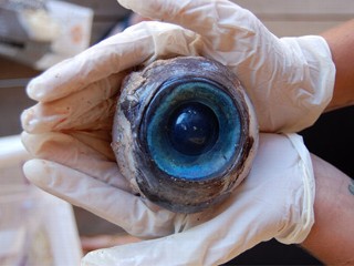 Giant Eyeball Found on Fla. Beach