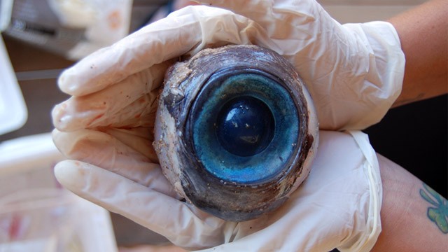 PHOTO: Giant blue eyeball