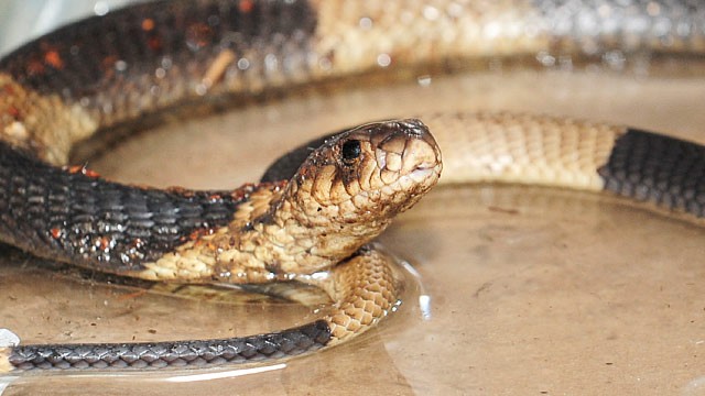PHOTO The venomous Bronx Zoo Egyptian cobra that alarmed and delighted New Yorkers when it escaped from its enclosure was found today, ending a six day search for the celebrated snake.