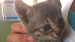 PHOTO: A kitten is shown a day or two after being rescued from a car's engine after a journey from Oregon to Santa Barbara, Calif.