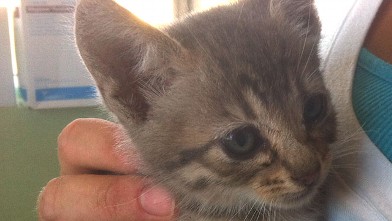 PHOTO: A kitten is shown a day or two after being rescued from a car's engine after a journey from Oregon to Santa Barbara, Calif.