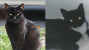 Cat Serial Killer