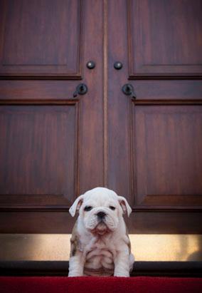 Meet Us Marines Mascot Chesty