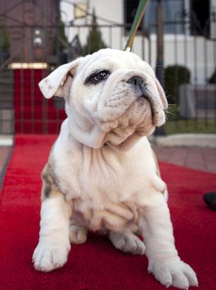 Meet Us Marines Mascot Chesty