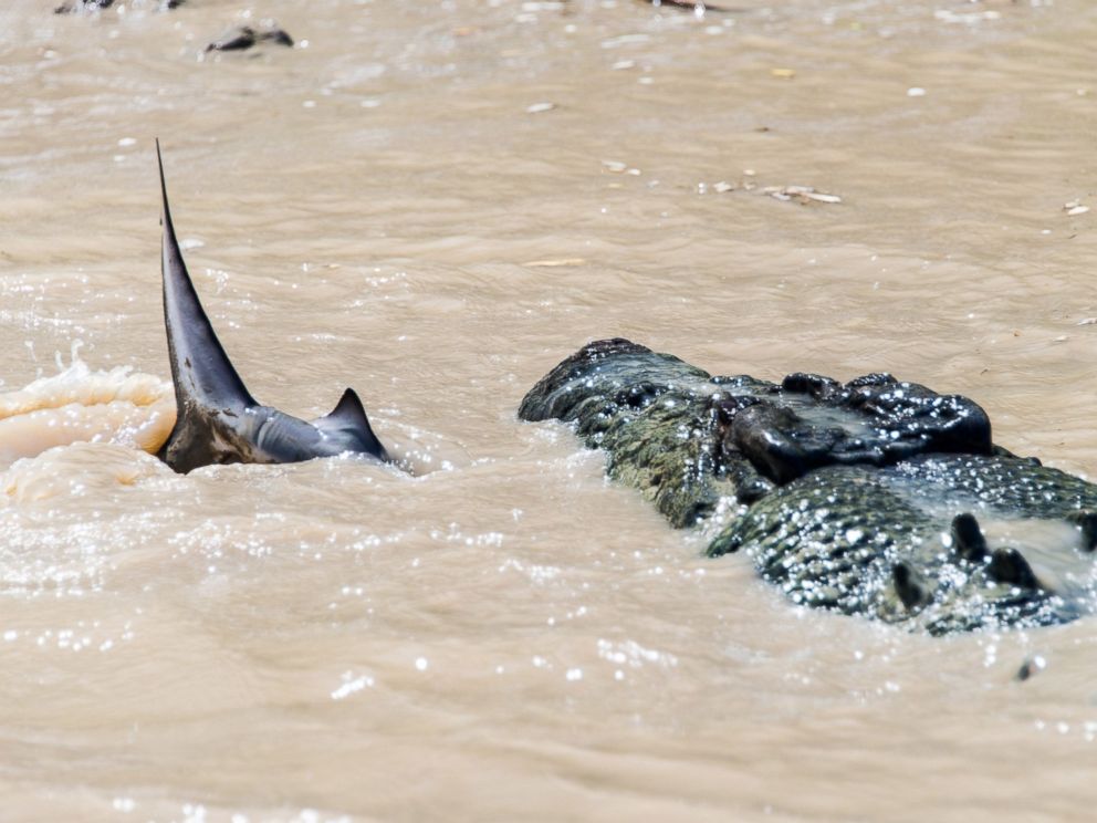 PHOTO: Andrew Paice of Sydney, Australia photographed a crocodile nicknamed Brutus eating a shark while on Adelaide River cruise on August 5, 2014.