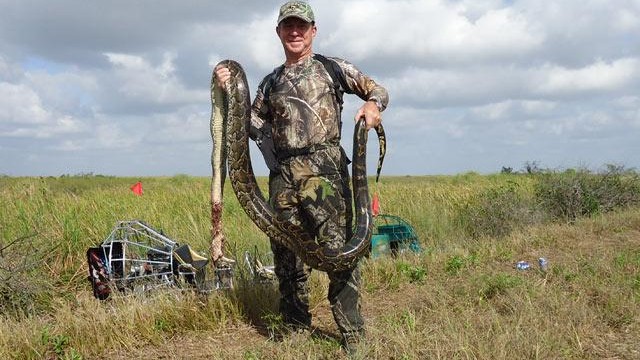 Python Challenge in Florida Everglades