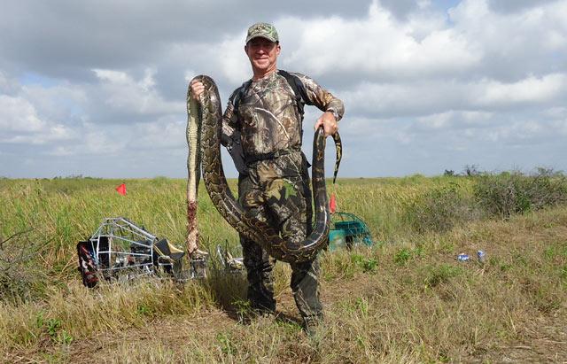 Python Challenge in Florida Everglades