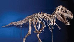 PHOTO: U.S. Immigration and Customs Enforcement returned a Tyrannosaurus Bataar skeleton, looted from the Gobi Desert and illegally smuggled into the United States, to the government of Mongolia, on May 6, 2013, during a repatriation ceremony at a Manhatt