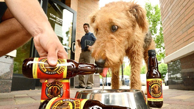 PHOTO: Mattie, an Airdale terrier, knocks back a Bowser Beefy Brown Ale at Bubbly Paws in St. Louis Park, Minn., June 13, 2012.