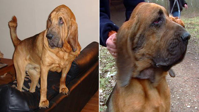 PHOTO: A British bloodhound named Junior got a facelift. His owner said that before the surgery, when Junior leaned over, his skin fell over his face.