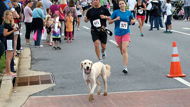 PHOTO: Dozer, a 3-yr. old goldendoodle, has raised $17,000 running a marathon for cancer research.