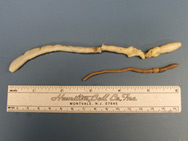 Rare Earthworm