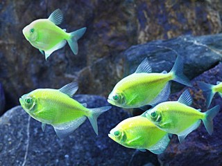 Are Genetically Modified 'Glofish' Dangerous?