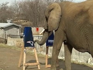 Photos: Animal Superbowl Predictions