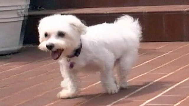 PHOTO: Fabio, a 4-year-old Maltese whose hind legs were hacked off by a former owner, is headed to New Orleans to get help walking.