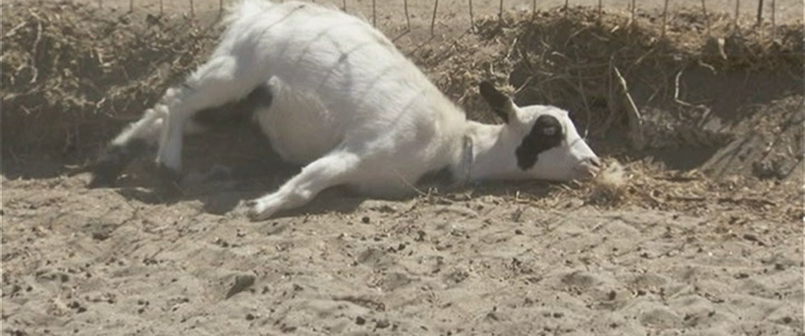 why-these-fainting-goats-may-be-the-new-dogs-for-people-abc-news