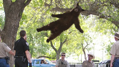 PHOTO: A bear that entered the University of Colorado campus and climbed up a tree before it was tranquilized and relocated back to the mountains, April 26, 2012.