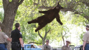 PHOTO:&nbsp;A bear that entered the University of Colorado campus and climbed up a tree before it was tranquilized and relocated back to the mountains, April 26, 2012.