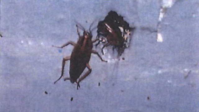 PHOTO: Cockroaches at an airline food facility, captured on camera by FDA inspectors. The image was made available to ABC News via a Freedom of Information Act request.