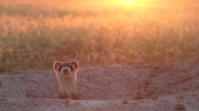 PHOTO:&nbsp;Wildlife experts are re-training black-footed ferrets to hunt, kill and date in the wild.
