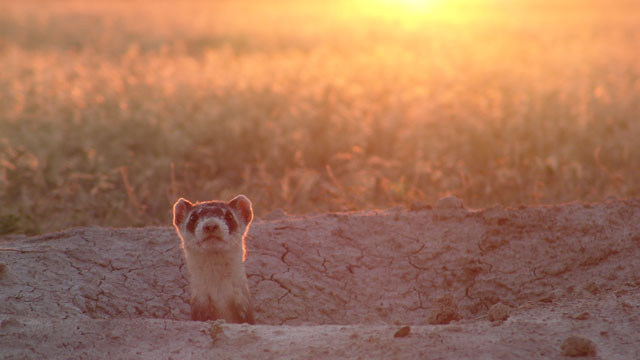 PHOTO: Wildlife experts are re-training black-footed ferrets to hunt, kill and date in the wild.
