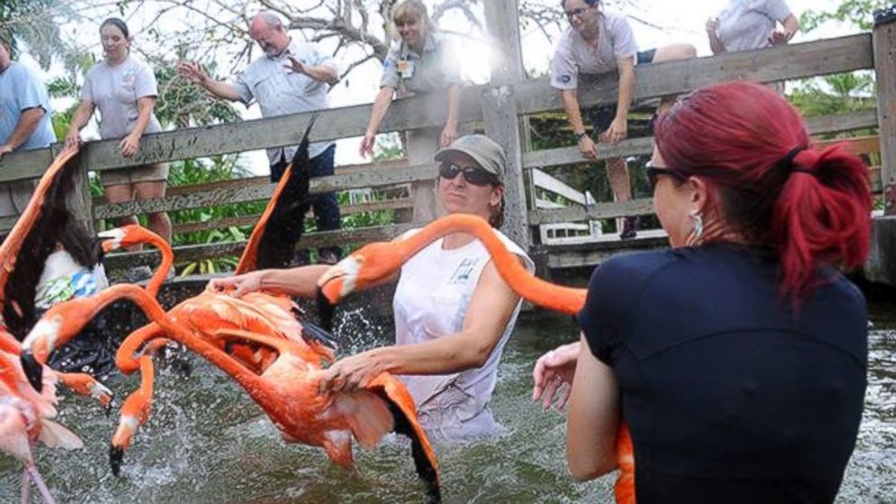 PHOTO: The flamingos will be off exhibit for 14 months, the zoo said on its Facebook page. 