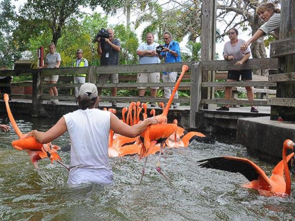 PHOTO: Zookeepers at Zoo Miami waded waist deep into the water to wrangle the flamingos. 