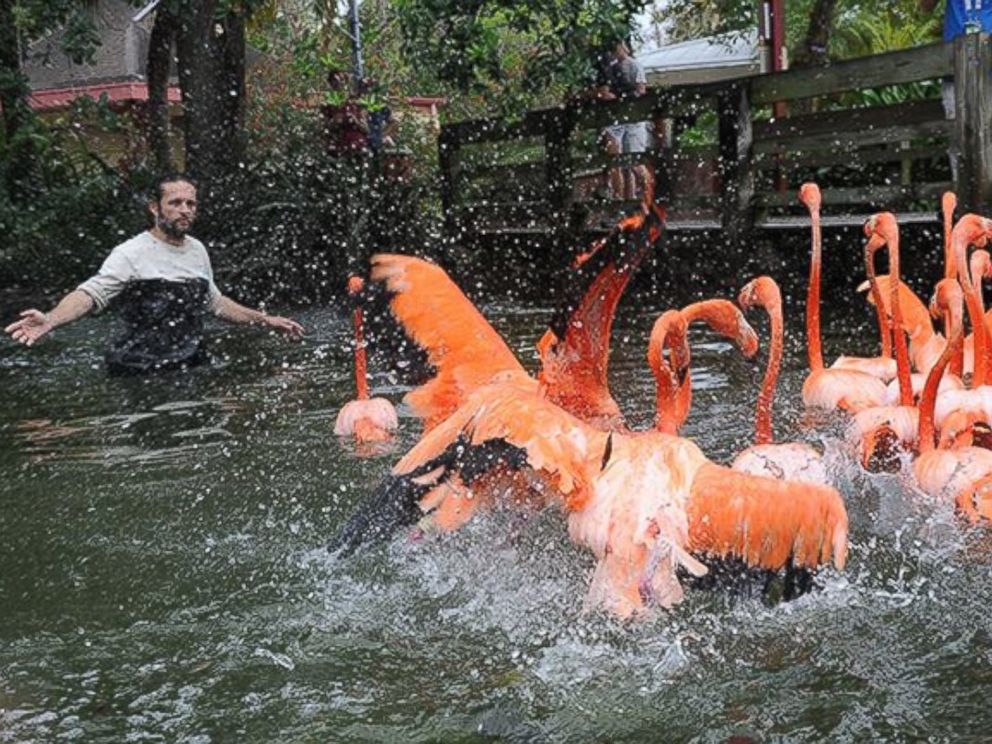 PHOTO: The delicate birds splashed around in the water on moving day. 