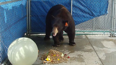 PHOTO: A trap baited with honey and bacon led to the capture of 'Meatball' the bear in Glendale on Wednesday, Aug. 29, 2012. He was transported to a sanctuary in San Diego County.