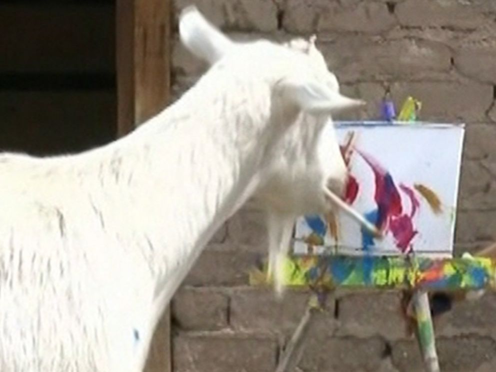 PHOTO: Bodie, a 4-year-old goat from ABQ BioPark in Albuquerque, New Mexico that paints, is pictured here.
