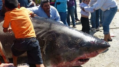 PHOTO: Two commercial fishermen in Mexico hauled up a great white shark measuring nearly 20 feet and weighing about 2,000 pounds, according to local news reports.