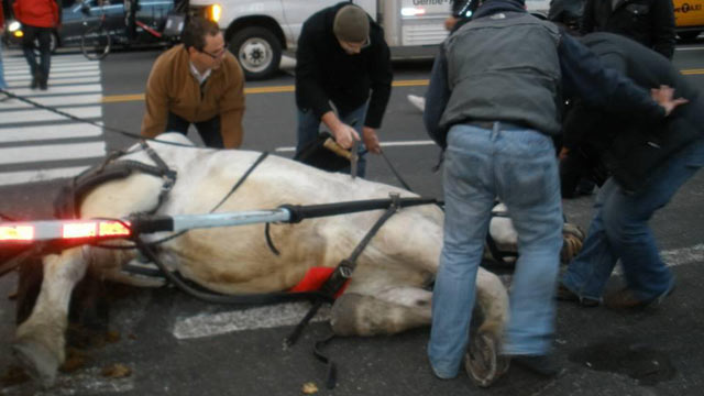 PHOTO: Another New York carriage horse falls falls to the ground, activists say holiday horses are overworked during the season, Dec. 4, 2011.