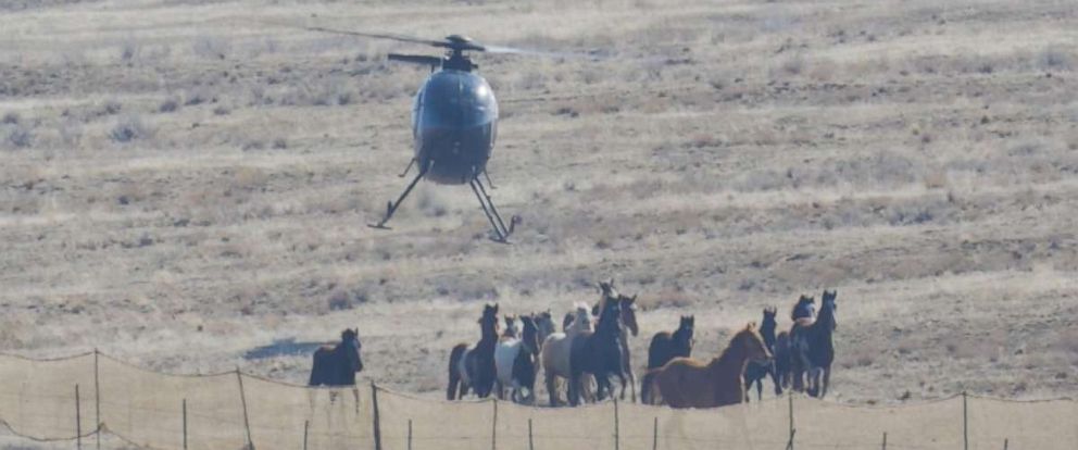 Some animal rights activists believe using helicopters to round up wild horses is cruel. 