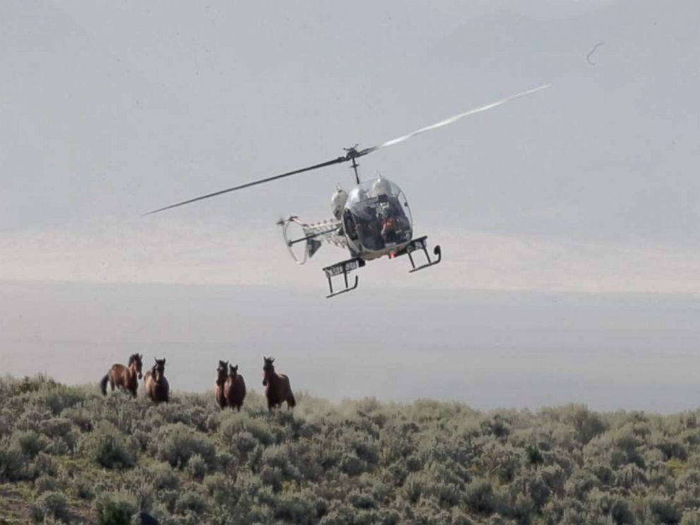 Wild horses are seen here being rounded up by helicopter.
