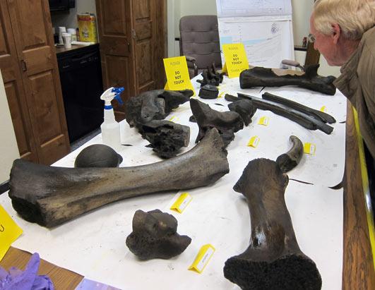 Ice Age Mammals found in Colorado