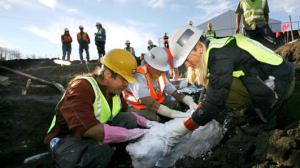 Ice Age Mammals found in Colorado