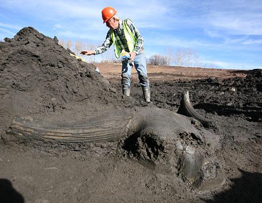 Ice Age Mammals found in Colorado