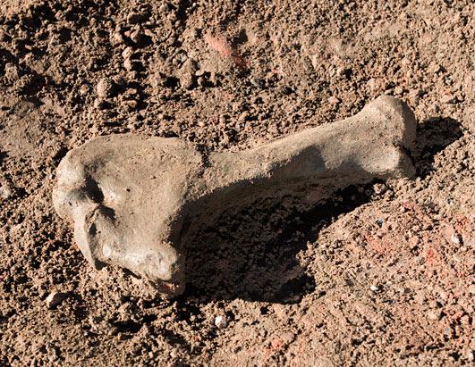 Ice Age Mammals found in Colorado