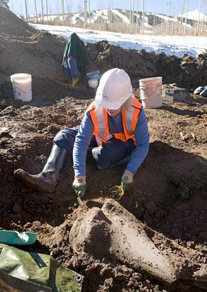 Ice Age Mammals found in Colorado