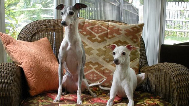 PHOTO: Italian greyhounds Joey and Molly are ready for the 9-5 work day.