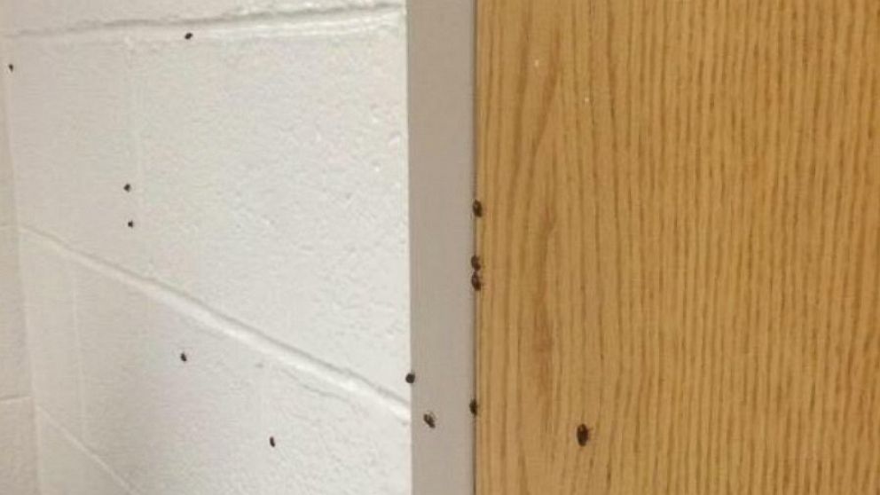 PHOTO: This photo posted on Twitter by Brady Snyder shows a few of the ladybugs released as a high school prank.