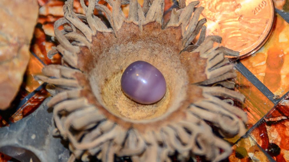 PHOTO: Kathleen Morelli found this pearl in a clam at a clam shack in Virginia. 