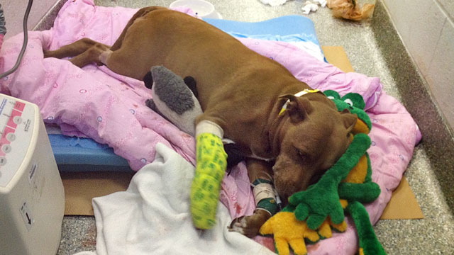 PHOTO: Lily, an 8-year-old Pit Bull, who saved her owner from an oncoming freight train last week, is recovering at Angell Animal Medical Center in Boston.