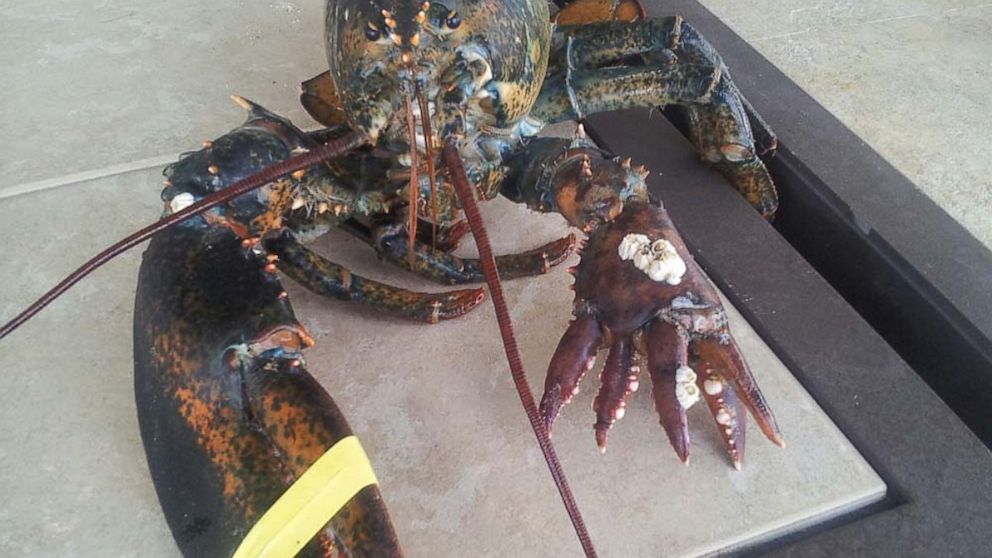 PHOTO: Lola, a six-clawed lobster, made her debut at the Maine State Aquarium in West Boothbay Harbor, Maine, after being donated by lobsterman Richard Figueiredo. The 4-lb. wonder sports a normal right claw, but has five smaller claws on the right.