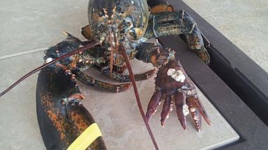 PHOTO: Lola, a six-clawed lobster, made her debut at the Maine State Aquarium in West Boothbay Harbor, Maine, after being donated by lobsterman Richard Figueiredo. The 4-lb. wonder sports a normal right claw, but has five smaller claws on the right.