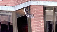 PHOTO Lucky the cat is shown falling from a building. The cat who lived up to his name, survived a fall of 26 stories from a building in New York City.