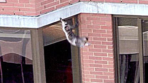 PHOTO Lucky the cat is shown falling from a building. The cat who lived up to his name, survived a fall of 26 stories from a building in New York City.