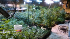 PHOTO: Andrea Sanderlin allegedly grew $3 million worth of marijuana at a warehouse in Queens.
