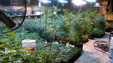 PHOTO: Andrea Sanderlin allegedly grew $3 million worth of marijuana at a warehouse in Queens.