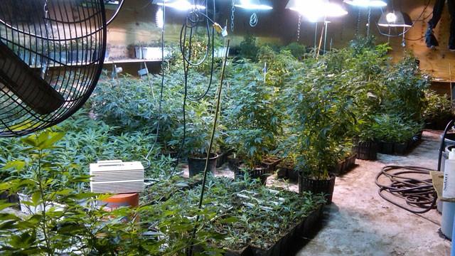 PHOTO: Andrea Sanderlin allegedly grew $3 million worth of marijuana at a warehouse in Queens.
